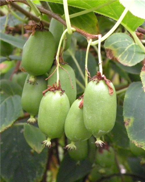 Chine 50 kg / lot Kiwi Fruit Lyophilisateur Fournisseurs, Fabricants, Usine  - Liste de prix - KASSEL